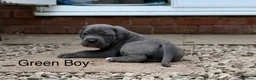 Cane Corso dogs for sale: 🐾 Outstanding Cane Corso Puppies 🐾 - Advert 10