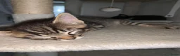 Mixed Breed cats for sale: Playful, fluffy babies  in London - Advert 2
