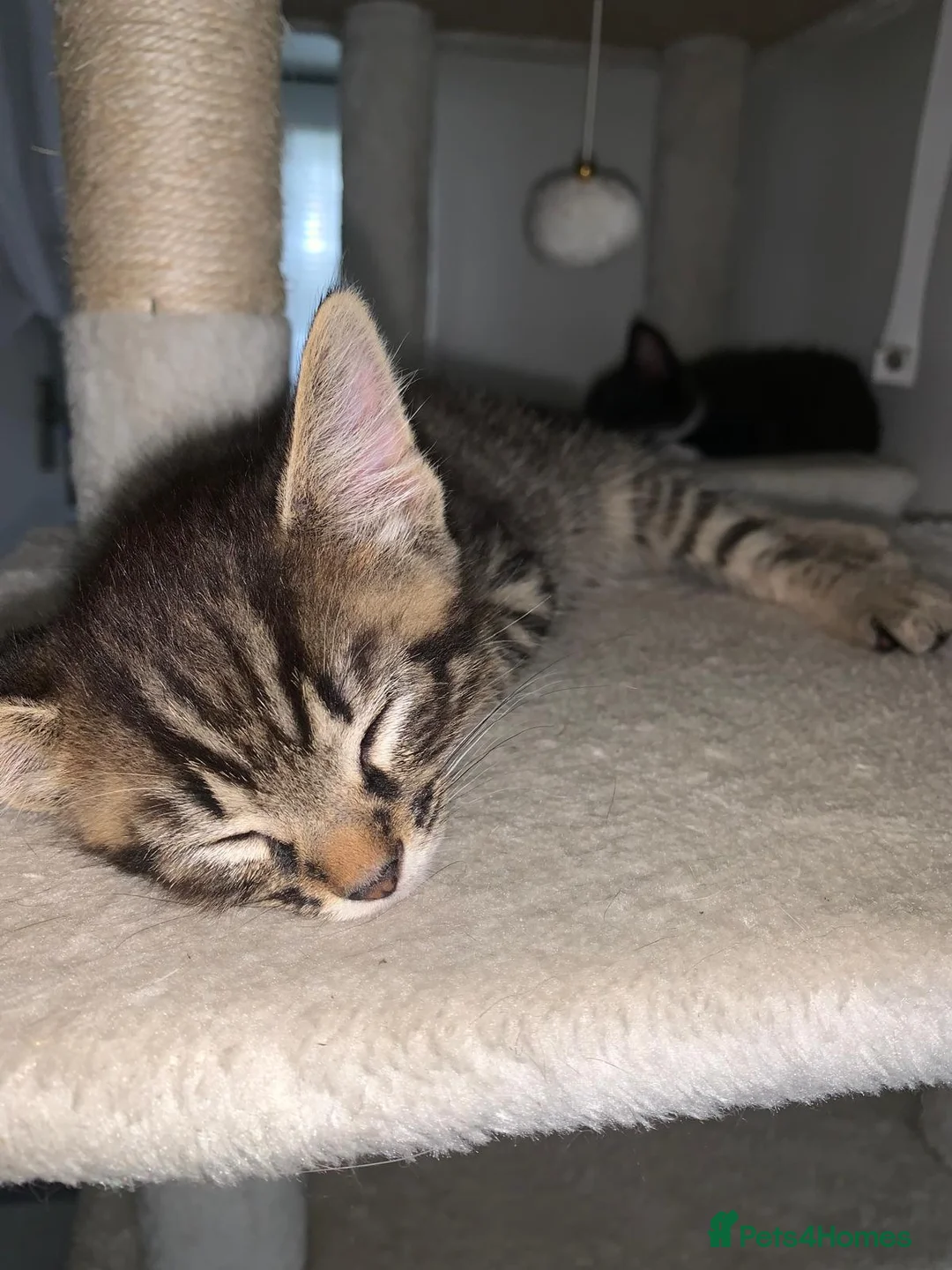 Mixed Breed cats for sale: Playful, fluffy babies  in London - Advert 2