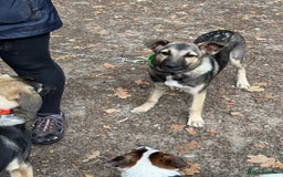 Mixed Breed dogs for sale: Belgian X Collie, 4 beautiful girls, 6 months old  - Image 5