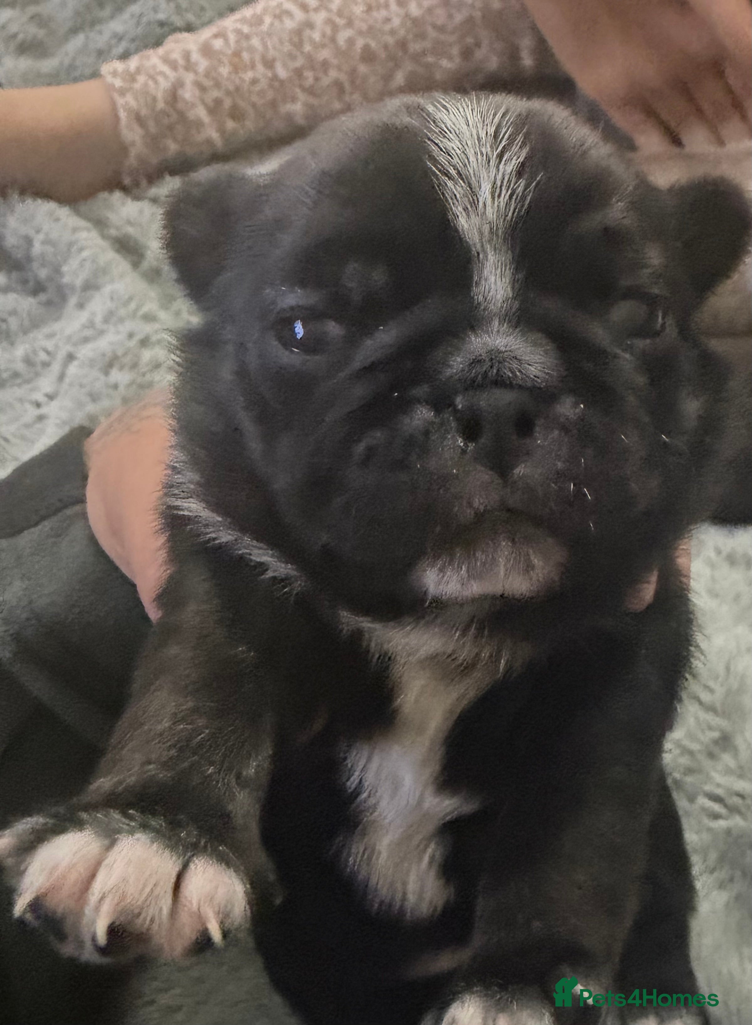 Pug dogs 🐾 PEGGY × ALASKA — A TRULY UNIQUE PUG LITTER 🐾  - Advert 2