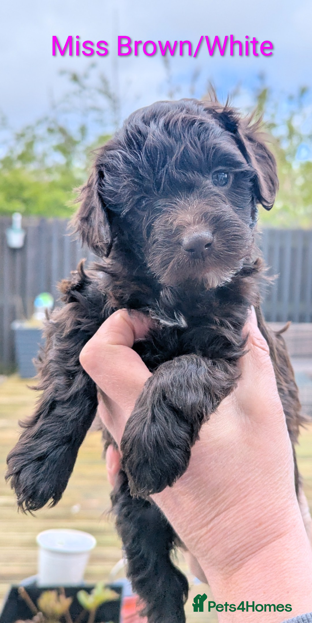 Mixed Breed dogs Cockapoo/Australian Labradoodle Puppies  - Advert 1