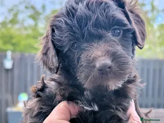 Mixed Breed dogs Cockapoo/Australian Labradoodle Puppies - Advert 6