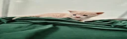 Mixed Breed cats for sale: Beautiful Playful Ginger & Tri-Colour Kittens 🐾 - Advert 19