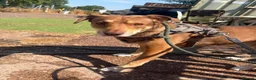Mixed Breed dogs for adoption: Meet Luca, currently residing in Cheshire  in Nantwich - Advert 3