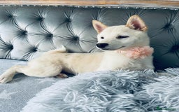 Japanese Shiba Inu dogs for sale: Japanese Shiba Inu Puppies - Image 29