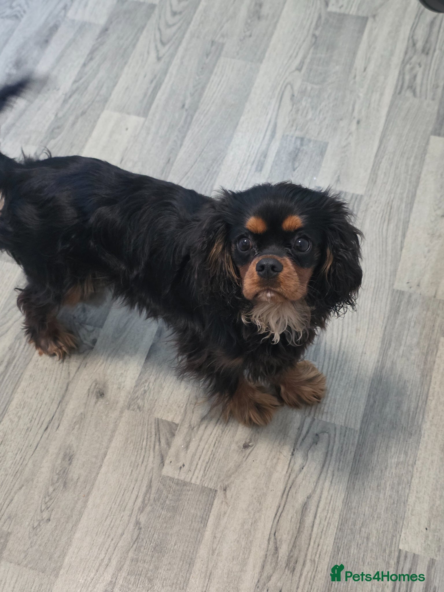 Cavalier King Charles Spaniel dogs Rare soild Black&tan girl - Advert 1