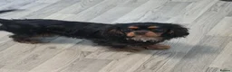 Cavalier King Charles Spaniel dogs for sale: Rare soild Black&tan girl - Advert 1