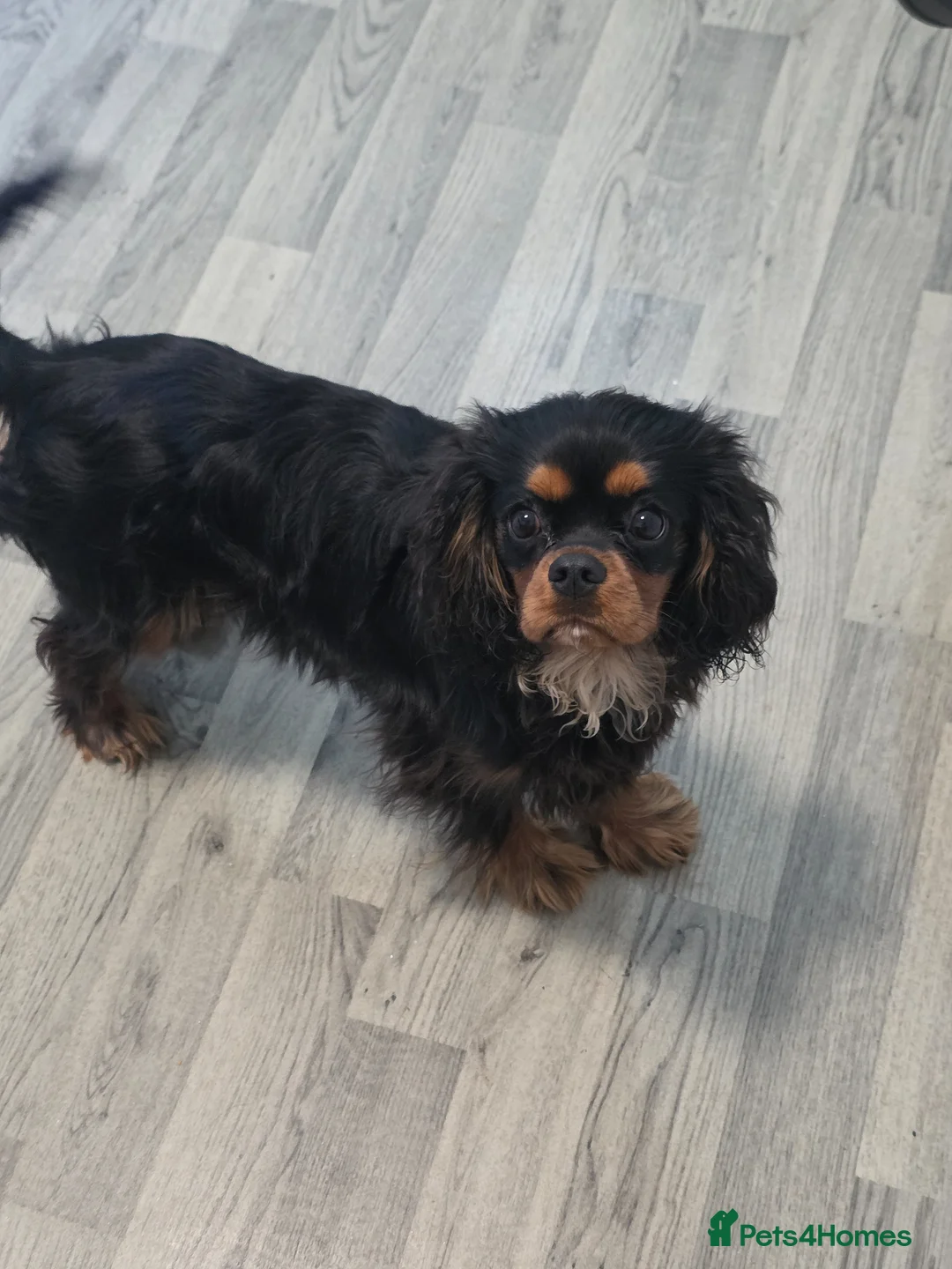 Cavalier King Charles Spaniel dogs for sale: Rare soild Black&tan girl - Advert 1