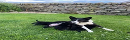 Mixed Breed dogs for sale: Sprollie pups for sale! - Advert 5