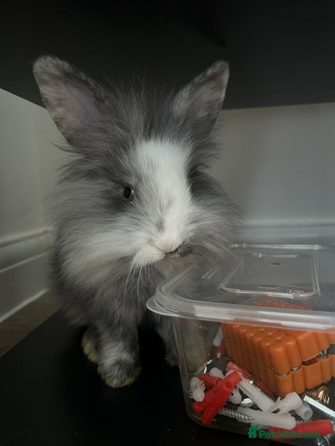 Mixed Breed rabbits 2 mini lop lion head bunnies  - Advert 1