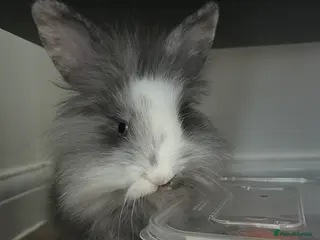 Mixed Breed rabbits 2 mini lop lion head bunnies - Advert 1