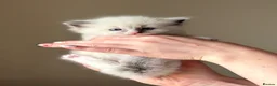 Ragdoll cats for sale: Exceptional quality ragdolls  - Advert 12