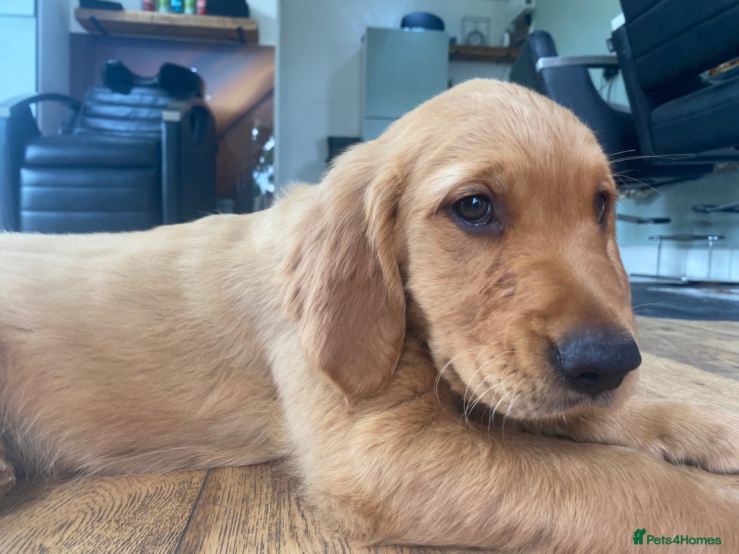Golden Retriever dogs for sale: Kc pedigree golden retrievers (fox red  in Malton - Image 6