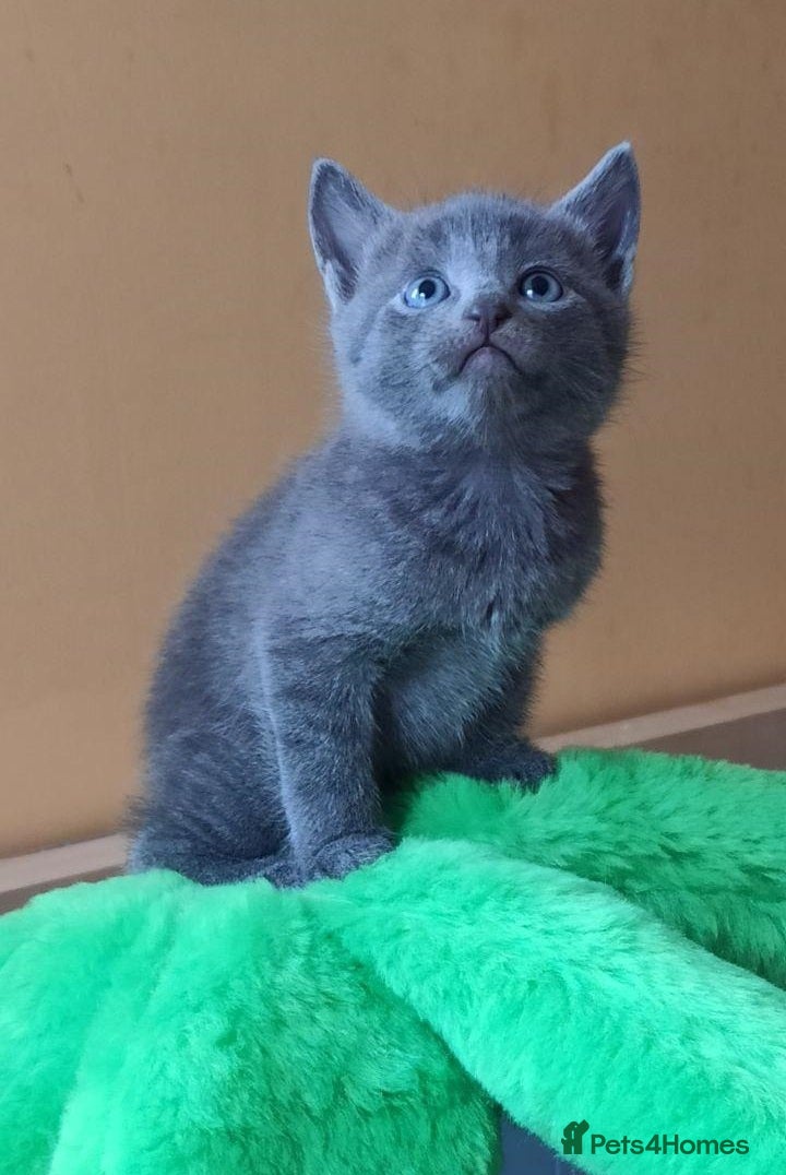 Russian Blue cats Speldid Russian Blues _Kittens. - Advert 17