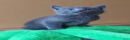 Russian Blue cats for sale: Speldid Russian Blues _Kittens. - Advert 1