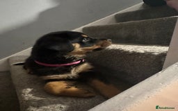 Rottweiler dogs for sale: Rottweiler puppies  - Advert 6