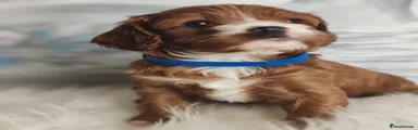 Cavapoo 2