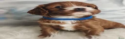 Cavapoo dogs for sale:  Beautiful Cavapoo  - Advert 2