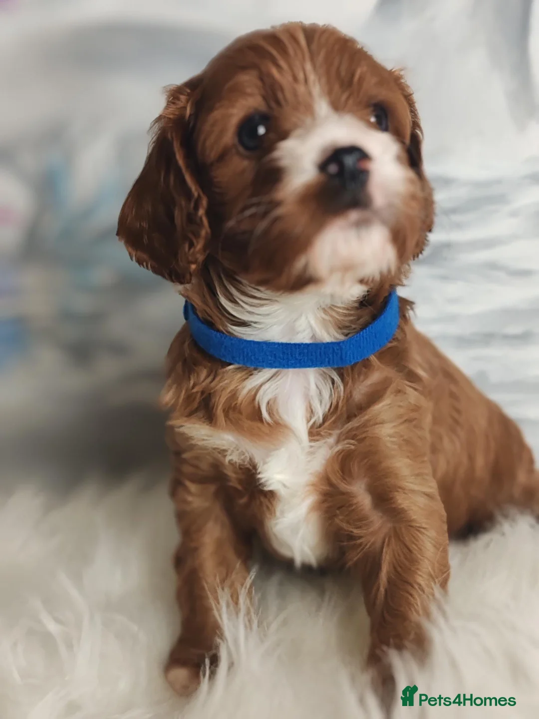 Cavapoo dogs for sale:  Beautiful Cavapoo  - Advert 2