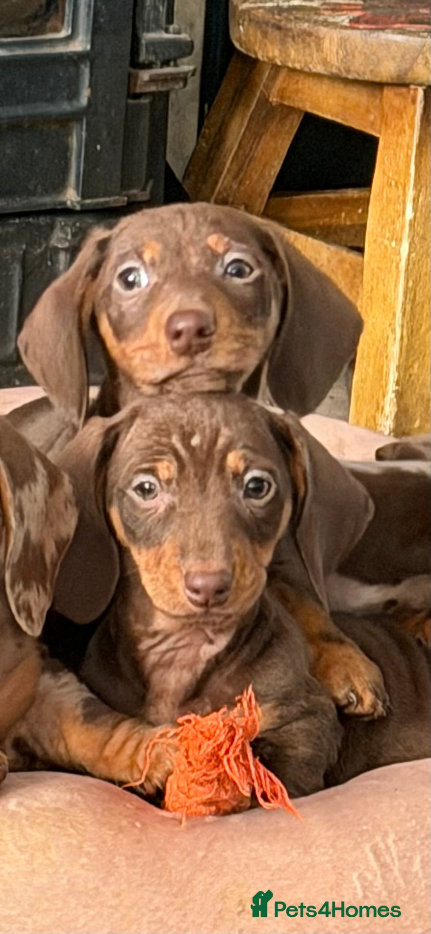 Miniature Dachshund dogs Miniature dachshund puppies  - Advert 12