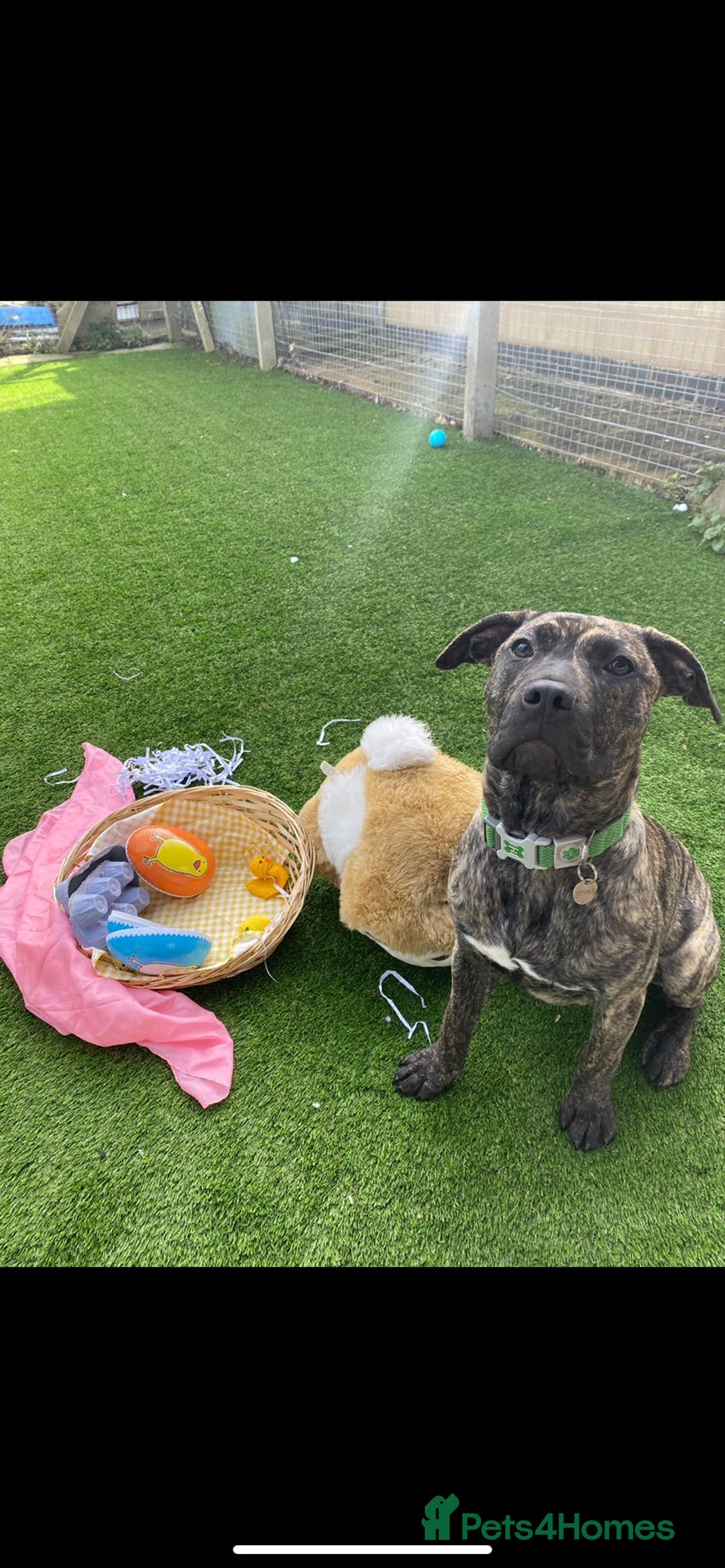 Cane Corso dogs for adoption: Nile  in Leicester - Image 5