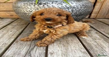 Cockapoo dogs - Advert 1