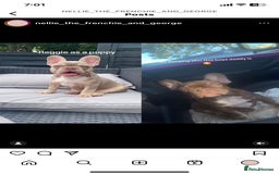 French Bulldog dogs for stud: Now FBCE GOLD! x OFFER- Fertility package inc in Matlock - Image 3