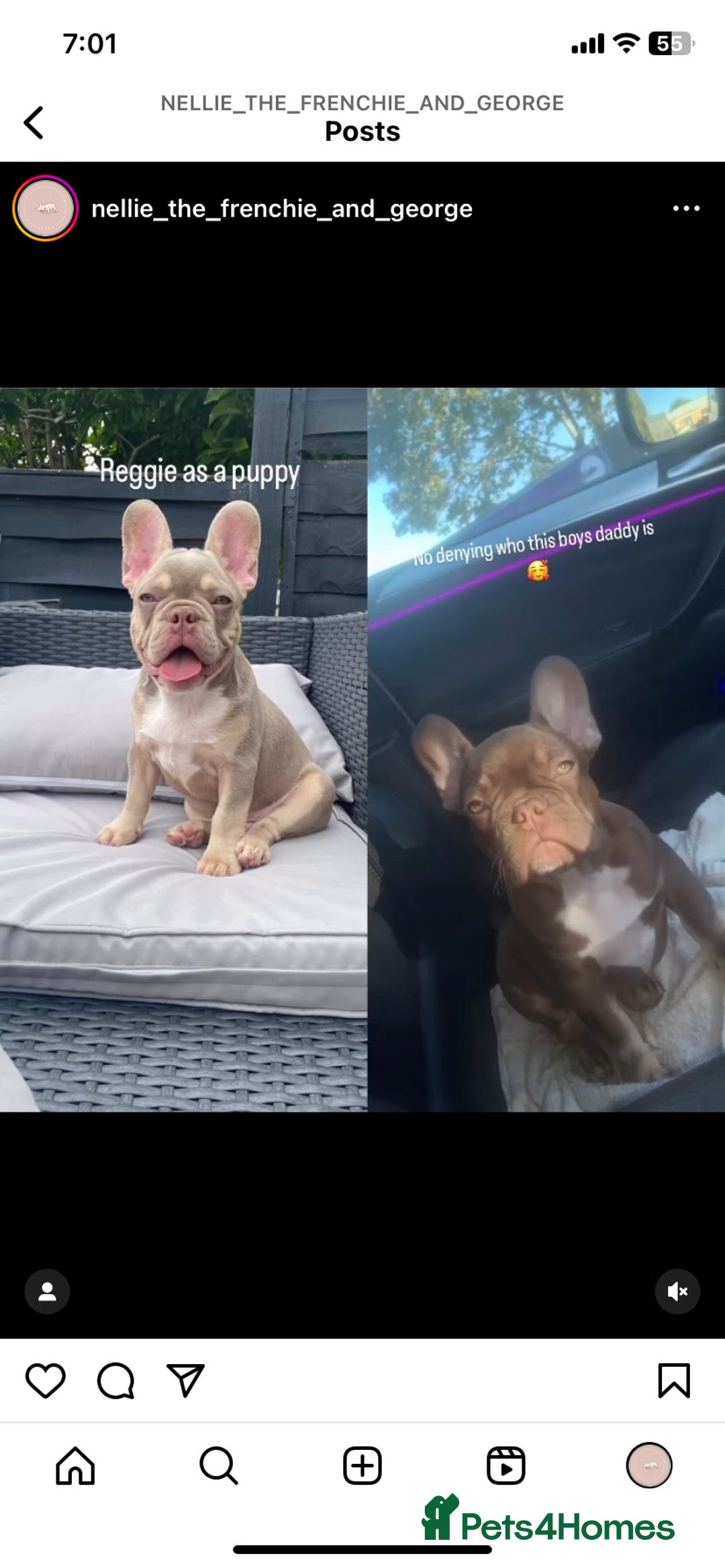 French Bulldog dogs for stud: Now FBCE GOLD! x OFFER- Fertility package inc in Matlock - Image 3