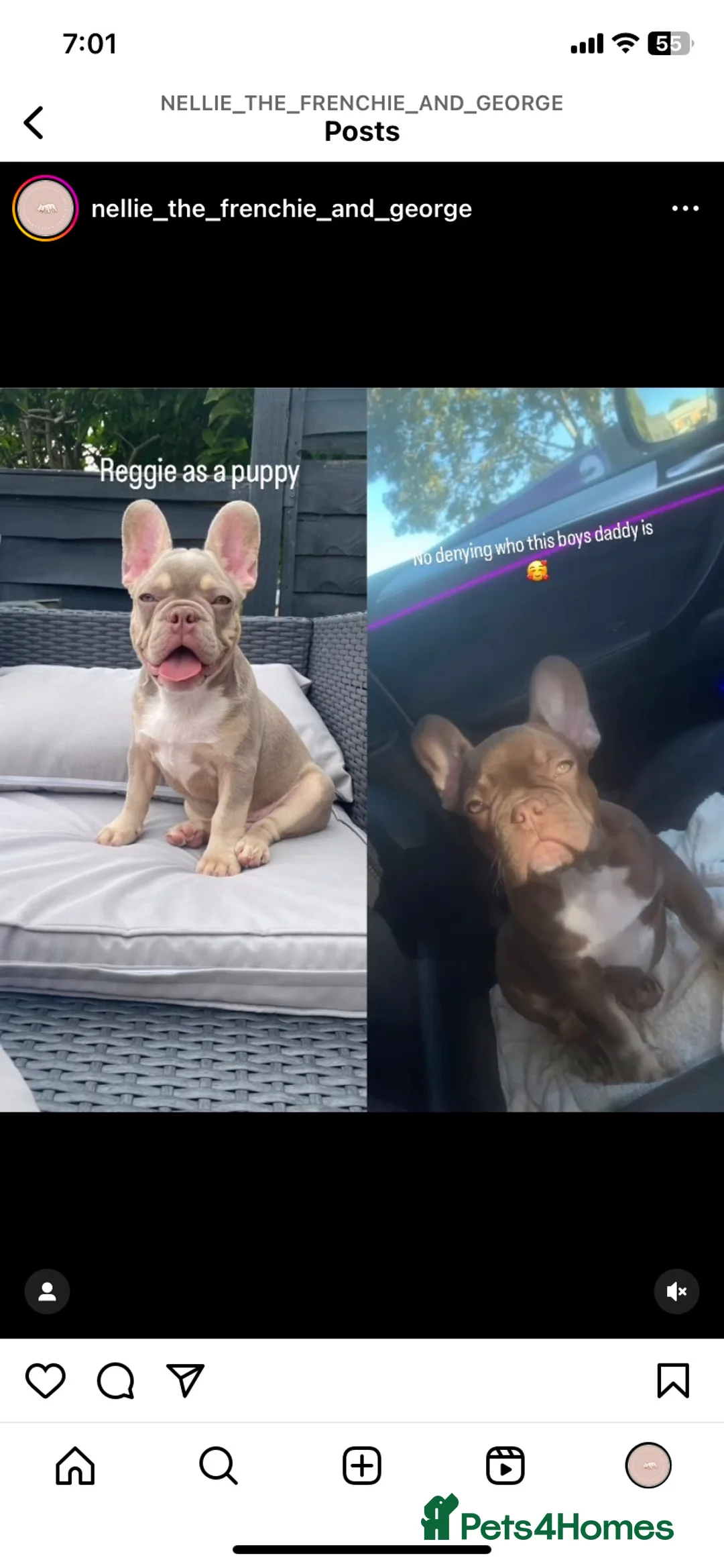 French Bulldog dogs for stud: Now FBCE GOLD! x OFFER- Fertility package inc - Advert 3