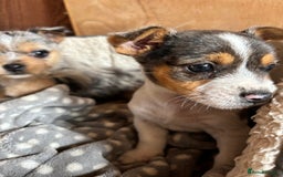 Jack Russell dogs for sale: Jack Russell puppies  - Image 4