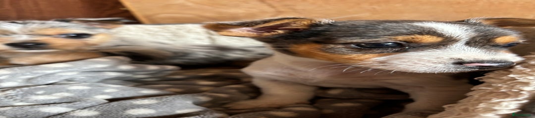 Jack Russell Puppy 2