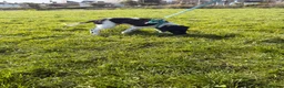 Mixed Breed dogs for sale: 6 month old sprollie for REHOMING - Advert 6