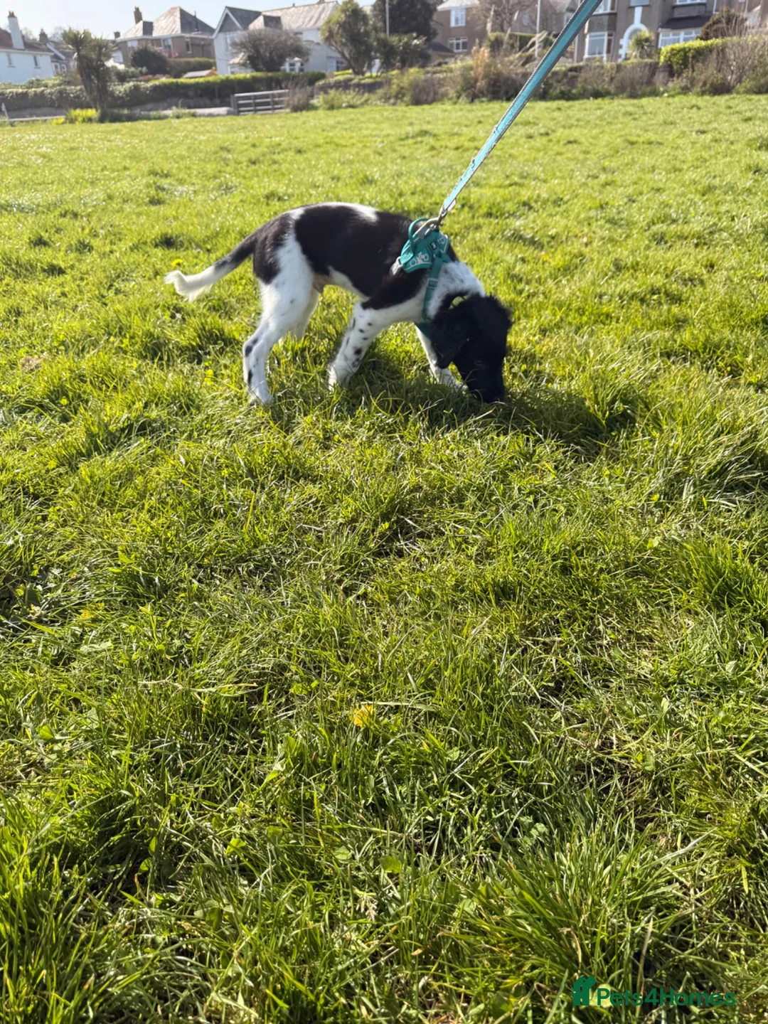 Mixed Breed dogs for sale: 6 month old sprollie for REHOMING - Advert 6