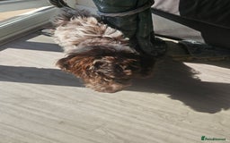 Cockapoo dogs for sale: Rare chocolate roan puppy - Image 5