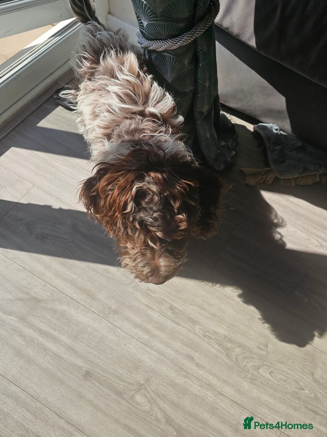 Cockapoo dogs for sale: Rare chocolate roan puppy - Image 5