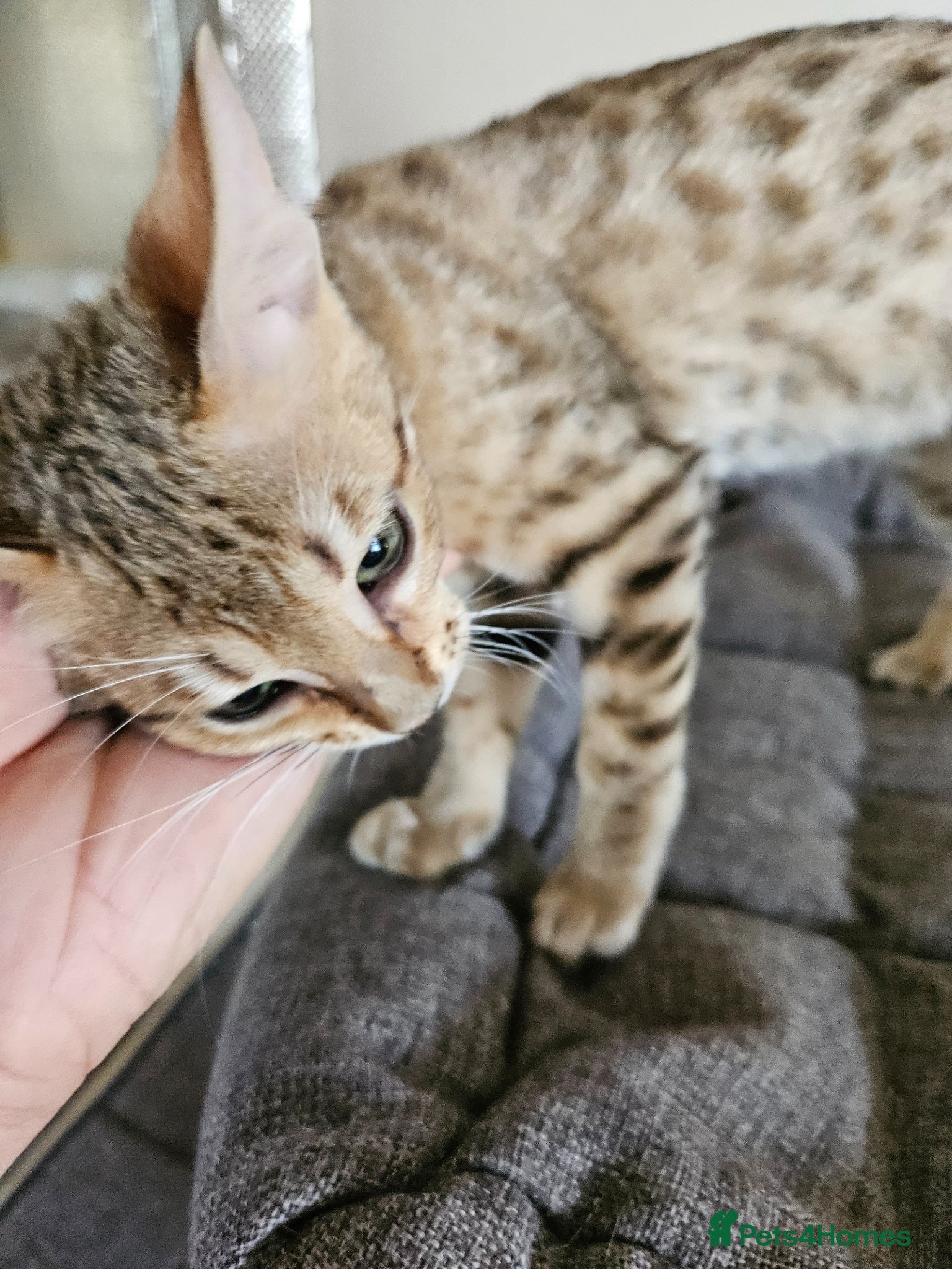 Savannah cats 3 beautilful F5 Savannah kittens - Advert 2