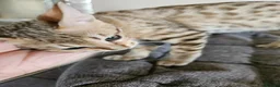 Savannah cats for sale: 3 beautilful F5 Savannah kittens - Advert 11