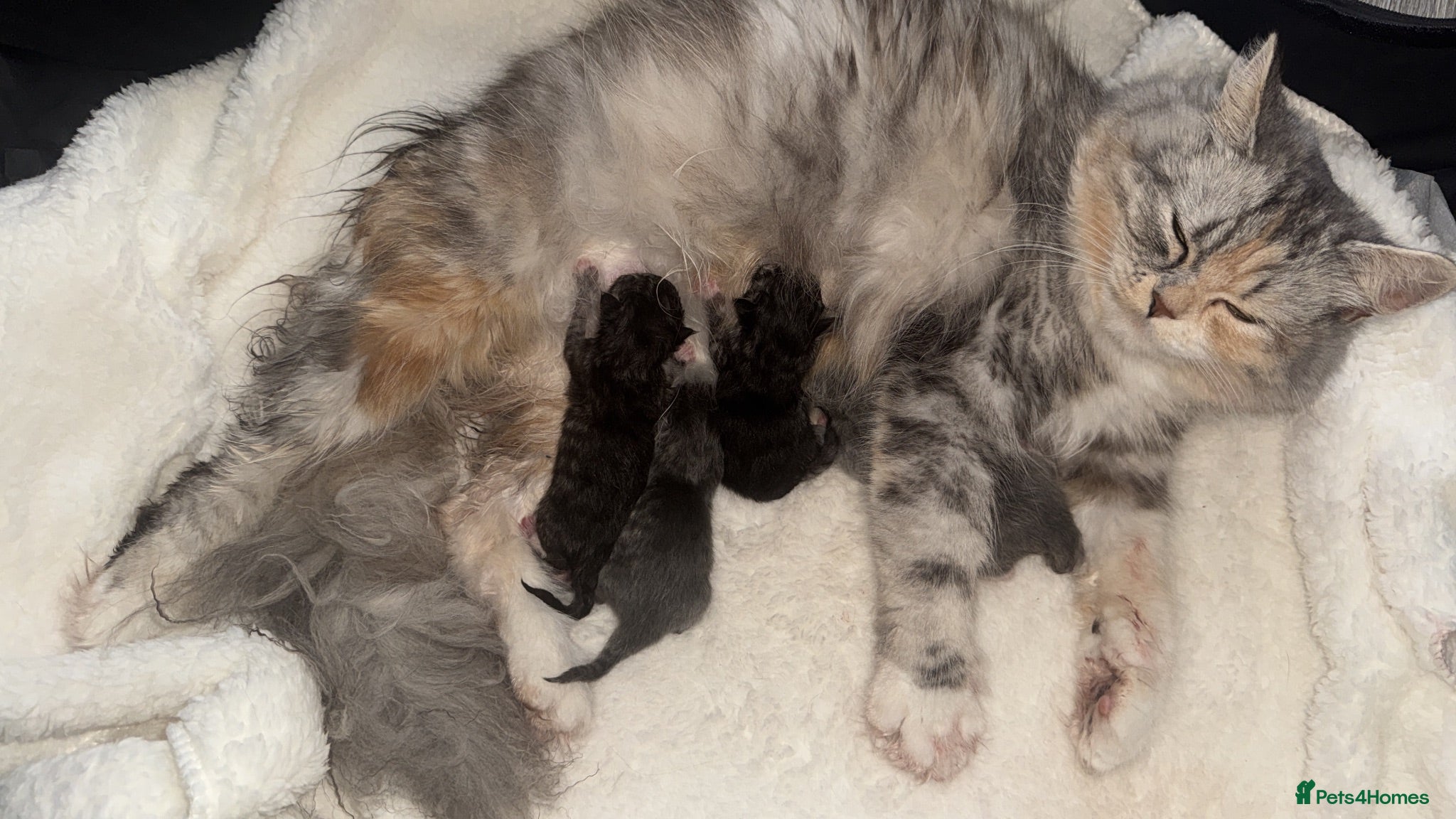 Mixed Breed cats Persian cross  - Advert 1