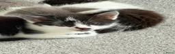 Domestic Shorthair cats for sale: Beautiful female and male kittens x2 - Advert 15