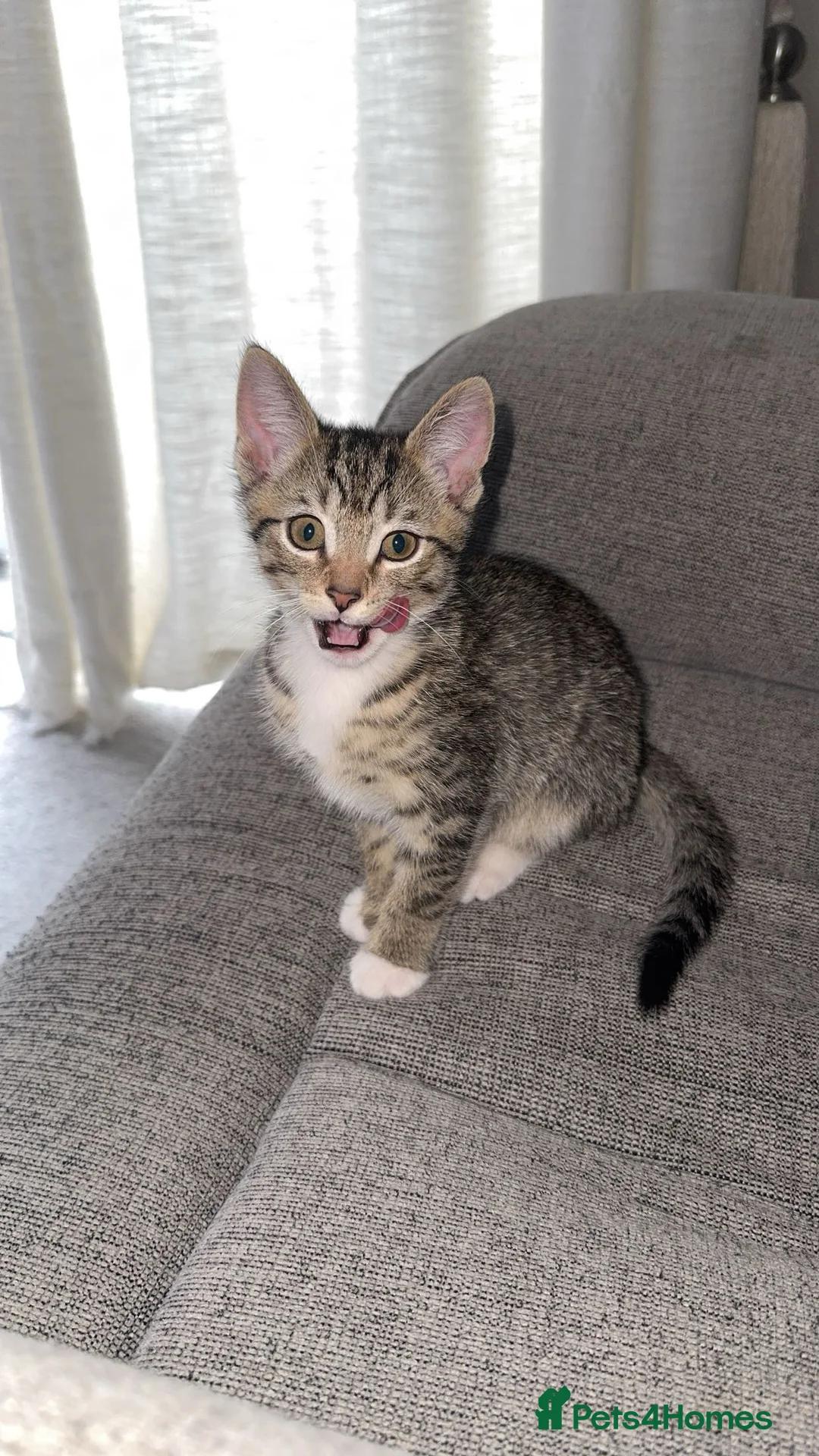 Mixed Breed cats for sale: Beautiful Kittens Ready for Their Forever Homes - Advert 13