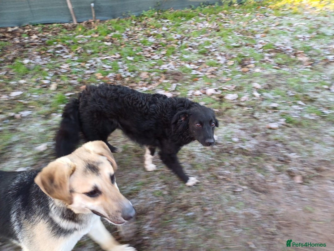 Mixed Breed dogs for adoption: Daisy, a Beautiful Soul - for a Loving Home - Advert 26