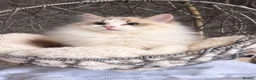 Ragdoll cats for sale: ✨️Exceptional Quality, Tica reg kittens available. in Stoke-on-Trent - Advert 13