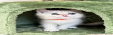 British Shorthair 4