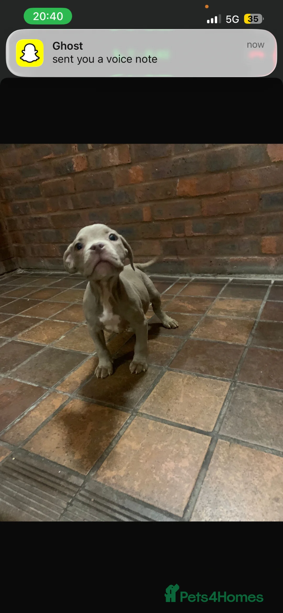 Mixed Breed dogs for sale: Stunning (ABS) x Staffordshire Bull Terrier - Advert 26