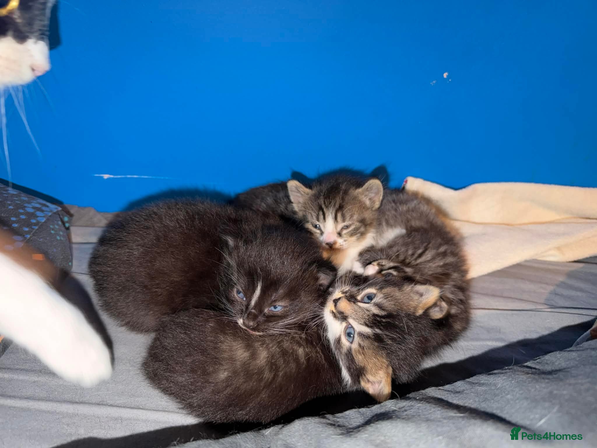 Mixed Breed cats 4 Gorgeous Girls Ready To Go - Advert 1