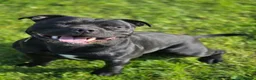 Staffordshire Bull Terrier dogs for stud: PROVEN Black bloodlines in the UK.  - Advert 5