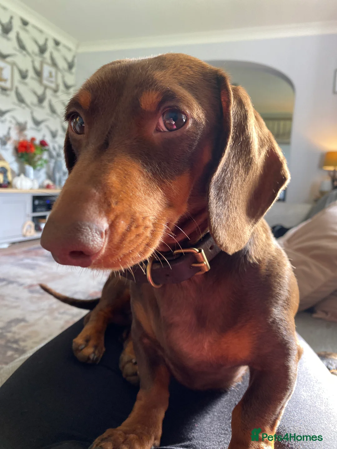 Miniature Dachshund dogs for stud: Kc, pra clear Miniature smooth dachshund. in King's Lynn - Advert 17