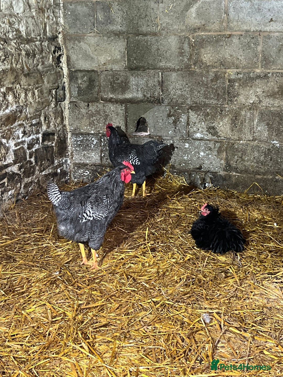 Chickens poultry for sale: Cockerels  - Image 3