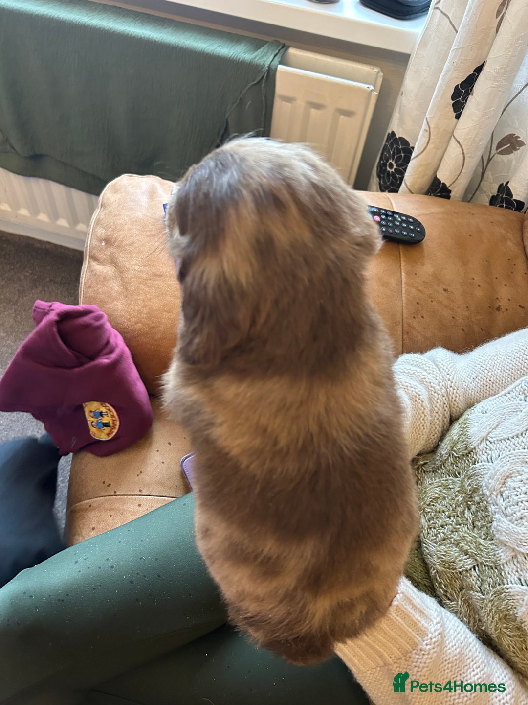 Cocker Spaniel dogs for sale: Cracking Cocker Spaniels  - Image 10